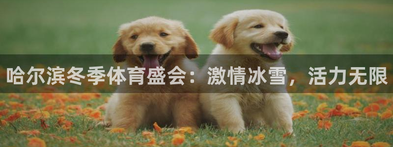 杏运集团：哈尔滨冬季体育盛会：激情冰雪，活力无限